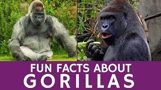 Interesting Facts about Gorillas for Educators and Apes Video for School Learning