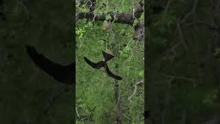 Yellow-Billed Kite Attempts to Steal from Southern Masked Weaver Nest: Rare Sighting at Lake Panic.