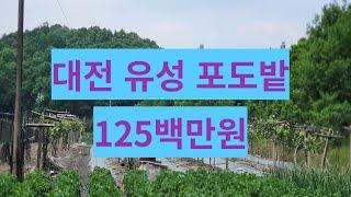 유성구 방동 포도밭 125백만원