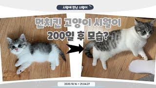 200일 동안 고양이는 얼마나 클까? | 먼치킨 고양이 시월이의 200일 후 모습 | A Munchkin cat after 200 days