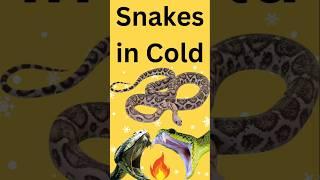 What Does a Snake Do When It's Cold #Snakes #Hibernation