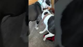 Pitbull VS American BullDog