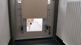 Automatic pneumatic pet door