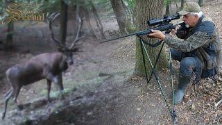 Best hunting story - Red deer stag hunting in Hungary - Rothirschjagd in Ungarn