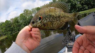 Fishing Trout Magnet at Bald Knob Lake