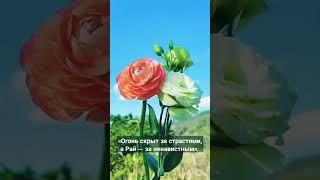 Пророк Мухаммад ﷺ  сказал:Рай...|#ислам#заметки#мусульманина