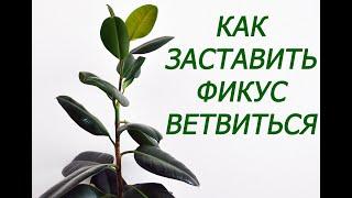 Как заставить фикус ветвиться