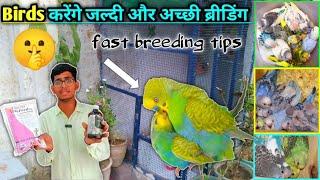 Birds Ko Breeding Ke Samay Kaunsa Calcium Aur Vitamin den || budgies breeding formula.