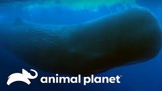 El animal más ruidoso del mundo | Los Secretos del Mundo Animal | Animal Planet Latinoamérica