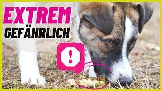 Dein Hund frisst draußen alles vom Boden? Das kannst du tun!