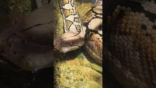 Another fact of phyton #PythonFact #AnimalShorts #SnakeSecrets #wildlifewonders