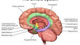 2014 Personality Lecture 16:  Extraversion & Neuroticism (Biology & Traits)