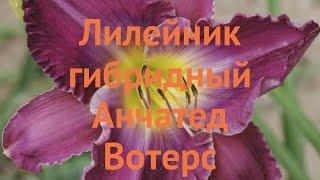 Лилейник гибридный Анчатед Вотерс  обзор: как сажать, саженцы лилейника Анчатед Вотерс