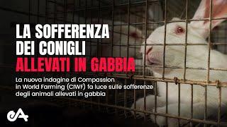 La sofferenza dei conigli in gabbia negli allevamenti italiani e polacchi