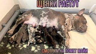 Щенки Афины подросли, не забыли и про щенков Майи