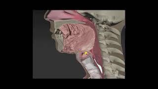 Anatomy & Physiology of Swallowing -- MBSImP Animations