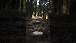 Time to procrastinate! #mushroom #fungi #outdoors #autumn