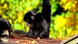 🟢Cute Little Spider Monkey Playing Around at Burgers' Zoo