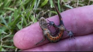 Newts in the UK