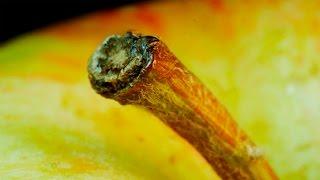 Everyday Objects In Macro