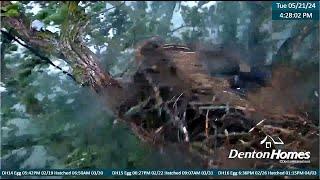 Denton Homes Eagles ~ A Violent Storm Blows Eagle Nest & Eaglets To Ground! All Rescued & OK 5.21.24