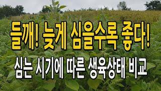 들깨 심는 시기에 따른 생육상태 및 수확량 비교 / 들깨 늦게 심을수록 좋다!