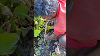 gadhe se pakerliya snakefish (258) hindi village fishing trap #hookfishing