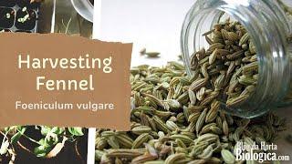 Fennel (Foeniculum vulgare) | How To Harvest Leaves and Seeds | Harvesting in the Spring and Fall