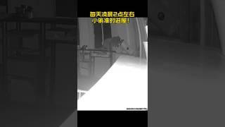 每天半夜都来偷吃的小浣熊