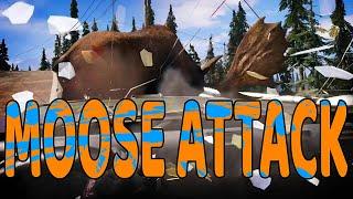 Moose Attacks and Attacking Moose