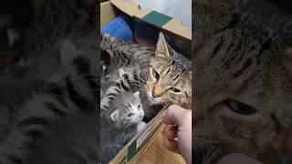 daily #tabby kitten update! sub and  to watch them grow with #dailyupdates
