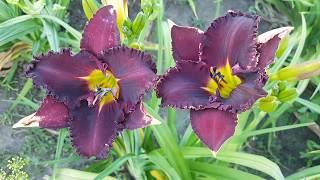 Лилейник Тайный Покровитель (Трошкин) _ Daylily (Hemerocallis 'Taynyiy Pokrovitel' /A.Troshkin)