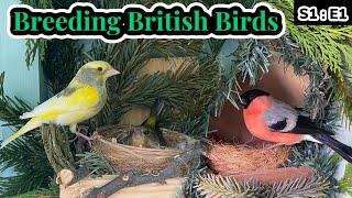 Pairing the Native Finches | Breeding British Birds S1:E1