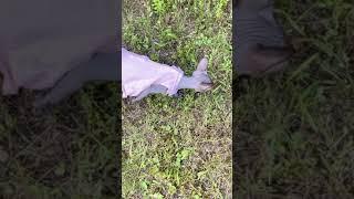 канадские сфинксы коты и кошки