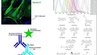 Biotechniques | Basic Principles of Immunofluorescence (IF)