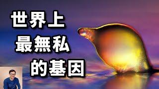 【限時公開】誰說基因都是自私的？一種顛覆你認知的神奇生物！【老肉雜談】