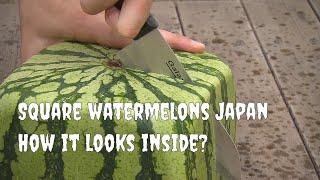 Square watermelons Japan. How it looks inside? English version.