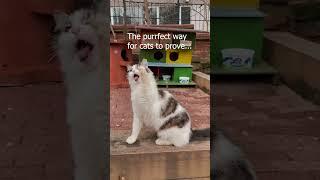 Feline Munch Madness: This Cat Takes Stick-Chewing to New Heights #cat #shorts