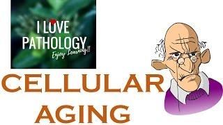 CELLULAR AGING: Telomeres & Telomerase,  Sirtuins.