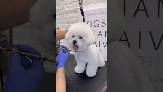 #dog #doggroominglife #puppy #doggroomingforbeginners