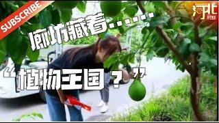 廊坊大厂藏匿着一个奇异植物的“王国”？快来一探究竟吧！ | Hebei Moment河北：精彩时刻的记录者