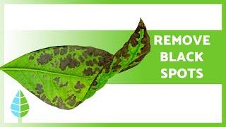 BLACK SPOTS on LEAVES of PLANTS  (3 Causes and Solutions )