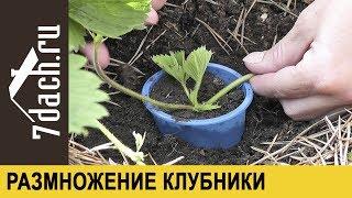 Размножение клубники (садовой земляники) усами - 7 дач