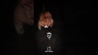 Gym cat #phonkagressive #catfunny #cute #catvideos #funny #funnycatvideos #cat #edit #catcat #animal