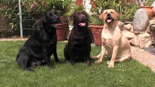 Labrador Retriever: Informationen zur Rasse