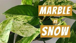 Snow Queen vs Marble Queen Pothos - Can you turn one into the other?