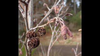 Alder (Alnus glutinosa)