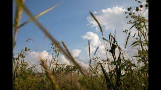 Southern Grasslands with Theo Witsell