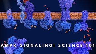 AMPK signaling | Cell Communication