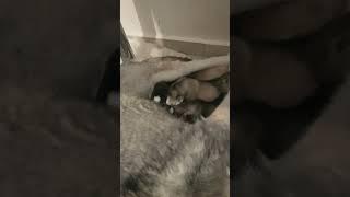 Husky Mom and 6 Husky Puppies